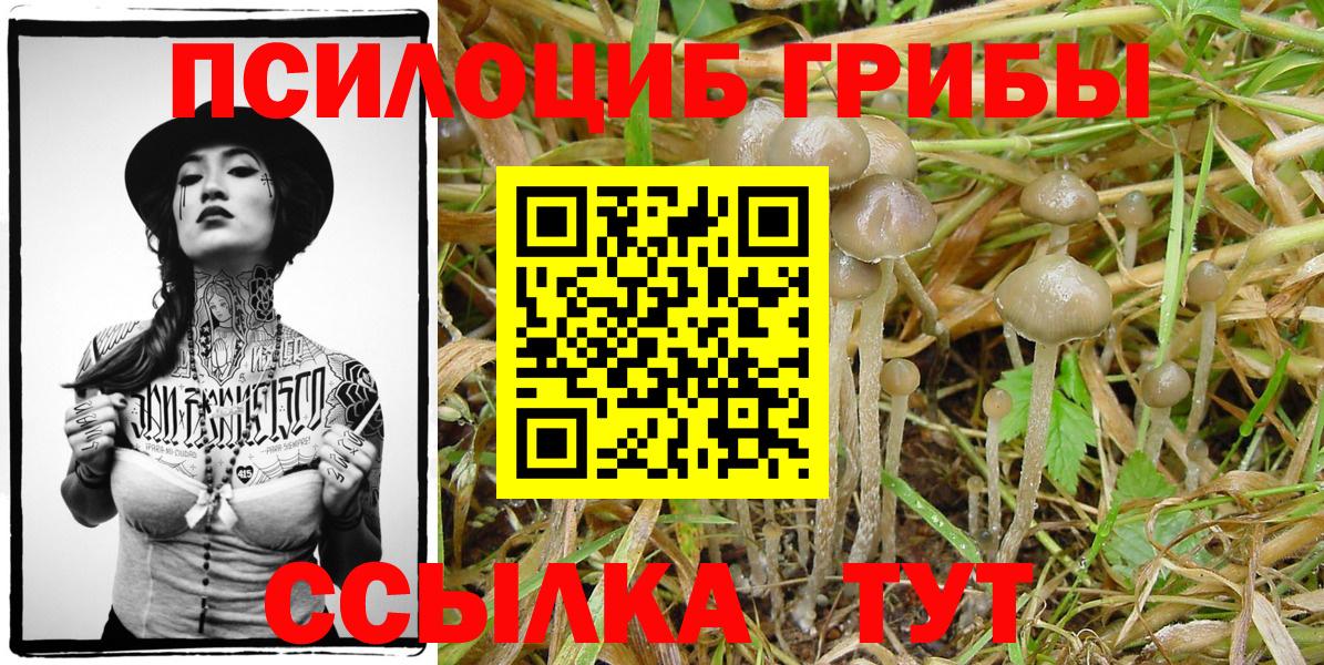 Псилоцибиновые грибы Psilocybine cubensis Асбест